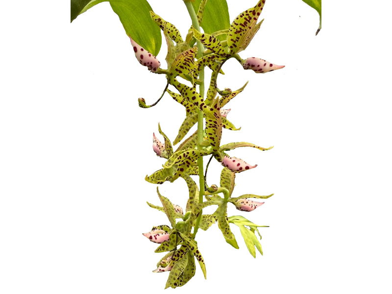 Cycnoches Ecuagenera