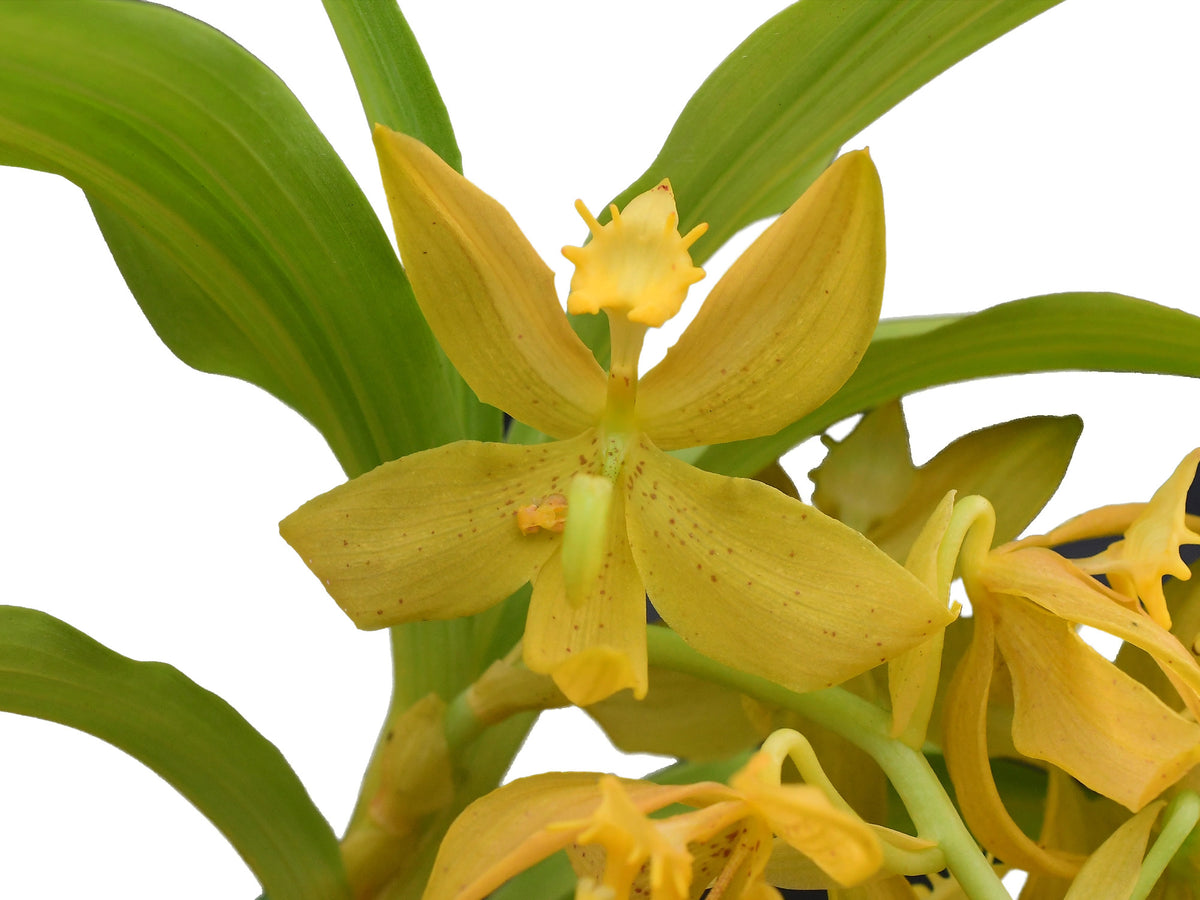 Cycnoches Grafin Bettina – Fragrant Primary Hybrid Cycnoches Orchid ...
