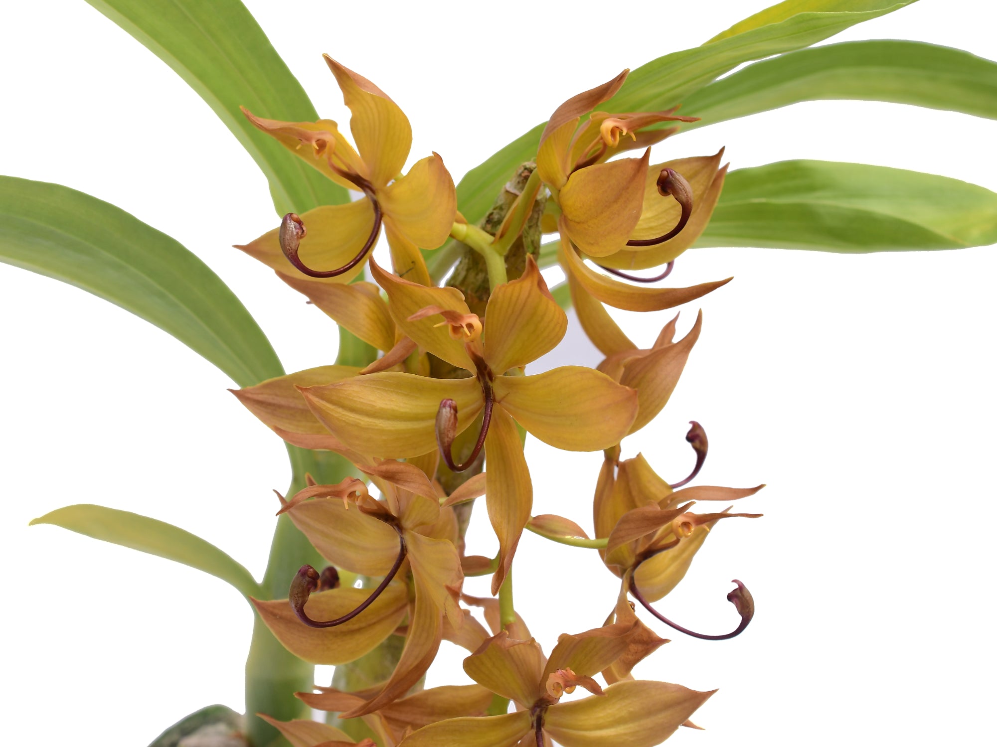 シクノチェスとは｜育て方がわかる植物図鑑｜みんなの趣味の園芸 