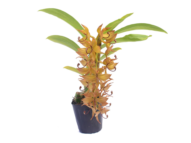 Cycnoches cooperi