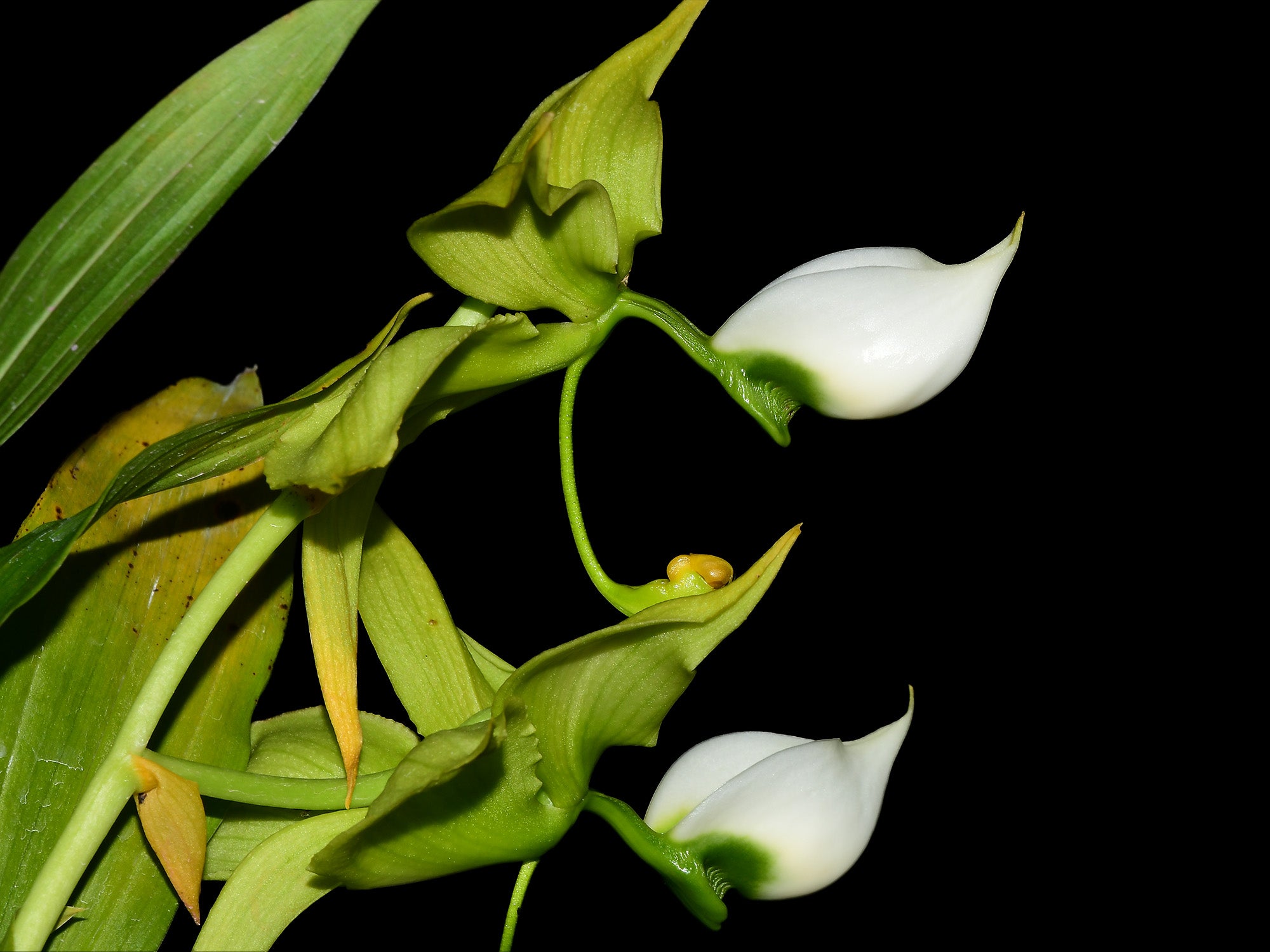 Cycnoches lehmannii