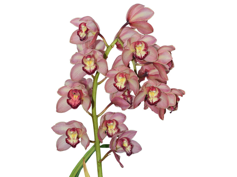 Cymbidium La Rayada