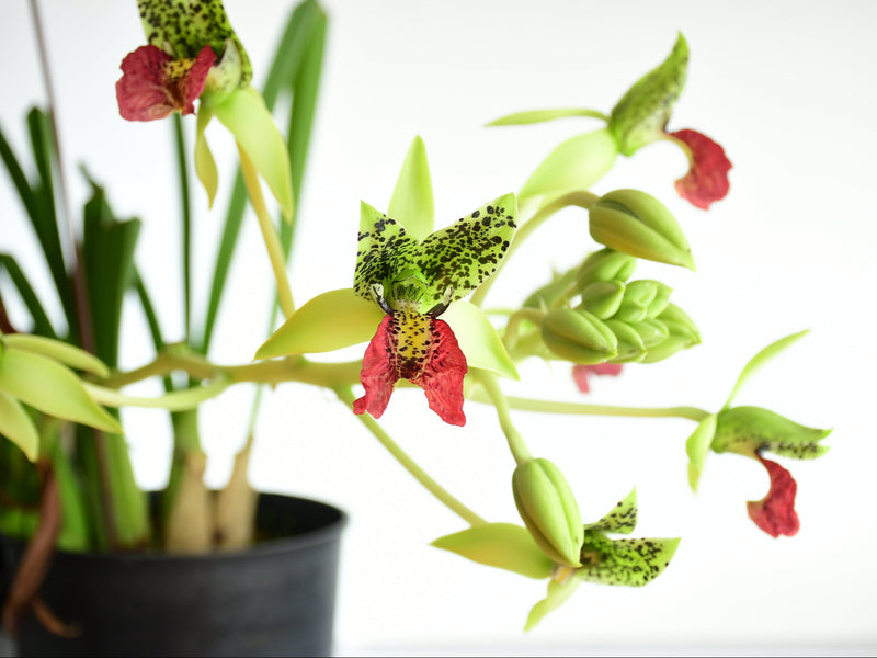 Cymbidiella pardalina