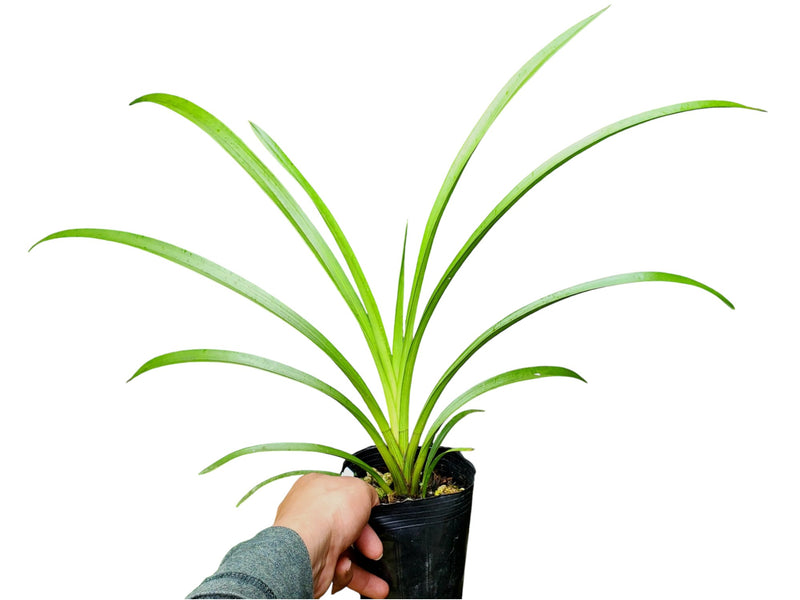 Cymbidium 2030 Especial (medium)