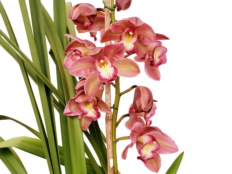 Cymbidium 2030 Especial (medium)