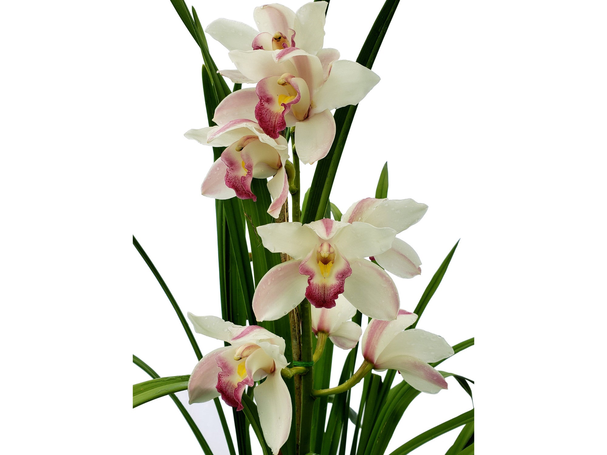 Cymbidium Pearl-Balkis