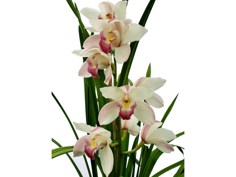 Cymbidium 6262 Pearl-balkis Fiona