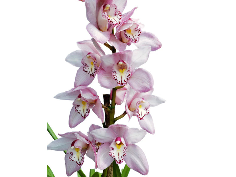 Cymbidium 8325 Baltic Elegance Carmen