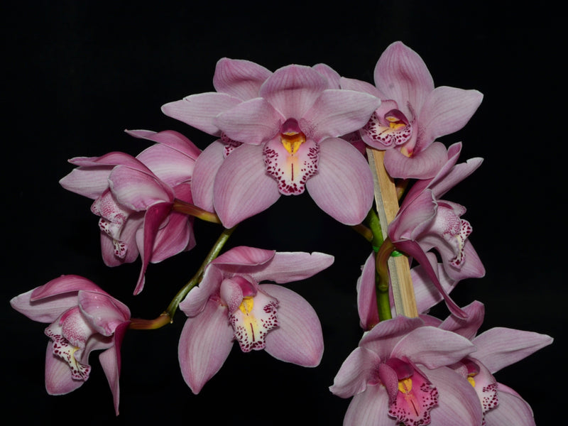 Cymbidium 8325 Baltic Elegance Carmen