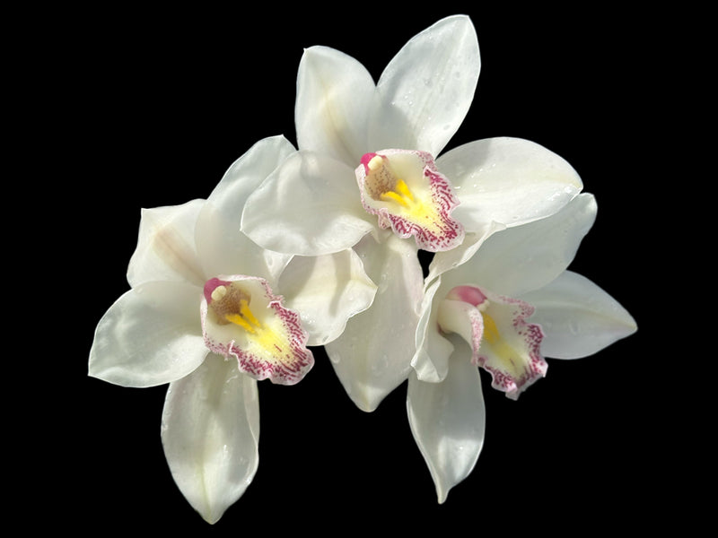 Cymbidium Alvins Star Southern Ocean