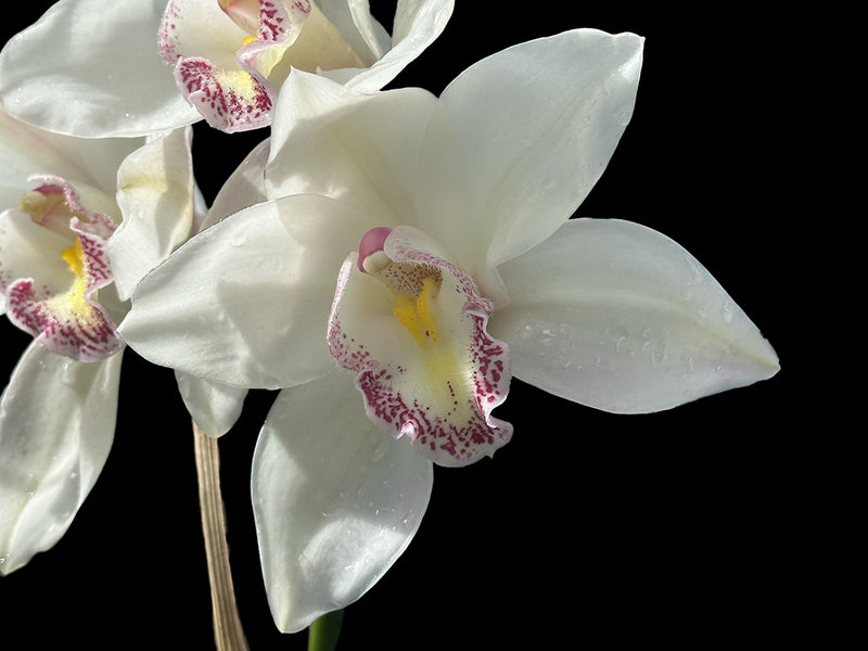 Cymbidium Alvins Star Southern Ocean