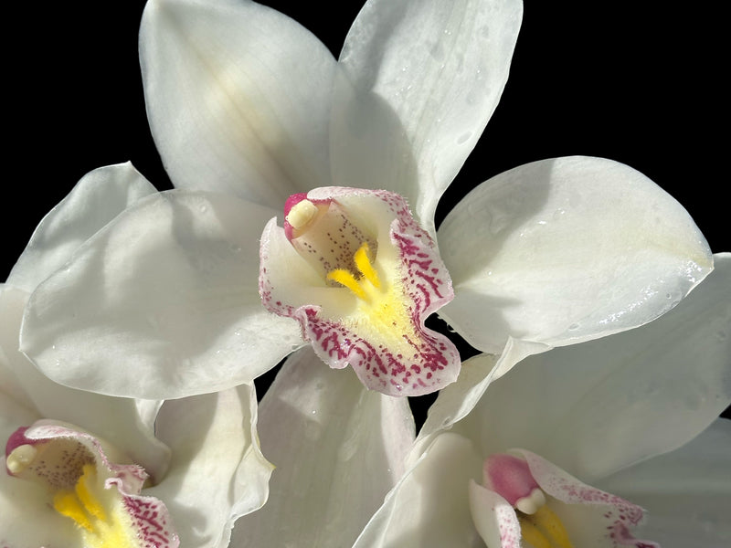 Cymbidium Alvins Star Southern Ocean