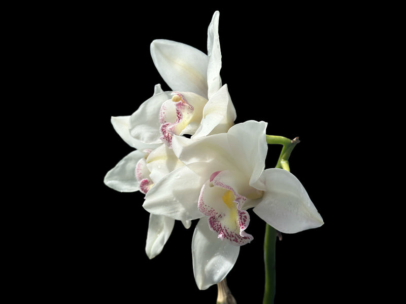 Cymbidium Alvins Star Southern Ocean