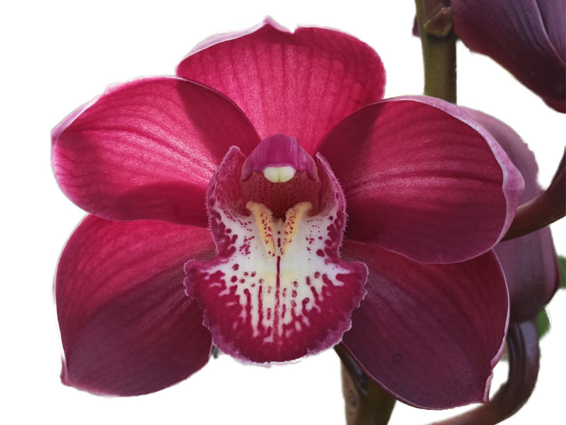 Cymbidium Andes Breezze