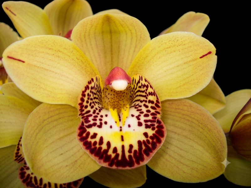 Cymbidium Betsy Terracota 2 h00042 (medium)