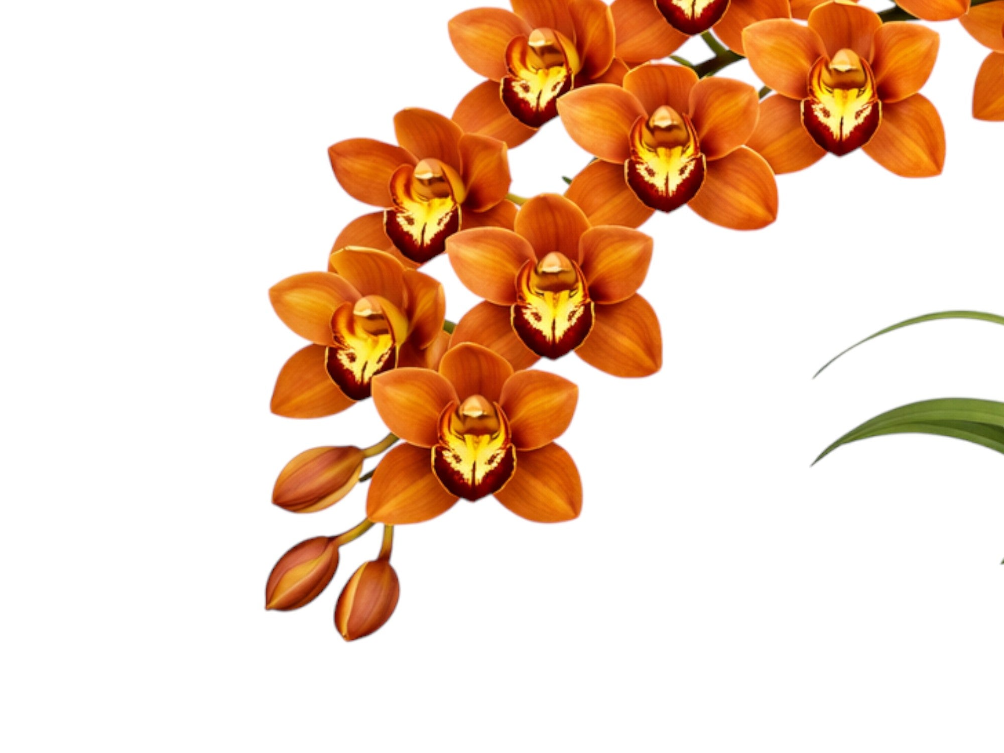 Cymbidium Betsy Terracota h00290 (medium)