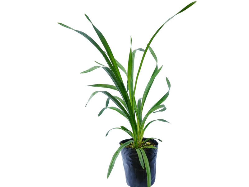 Cymbidium Betsy Terracota h00290 (medium)