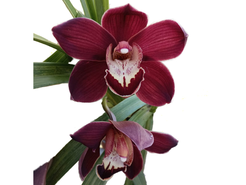 Cymbidium Black Papper Ec