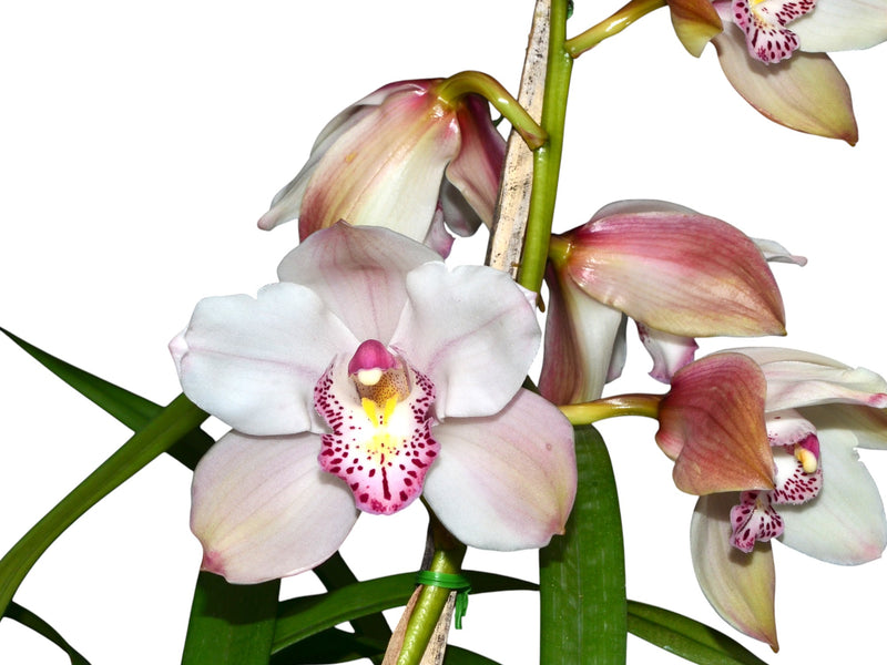 Cymbidium Blanco Labelo Rosado Pecoso h00197
