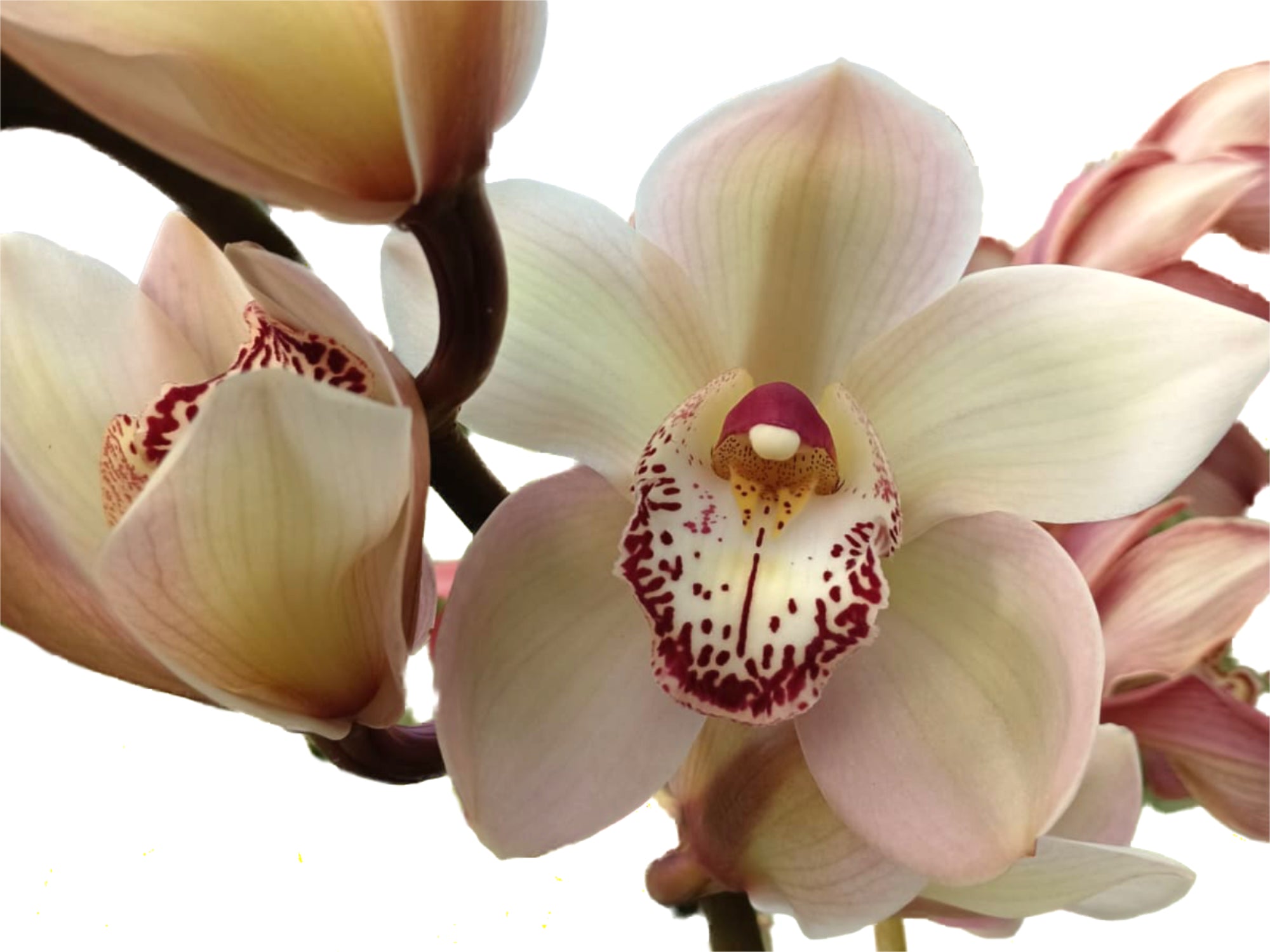 Cymbidium Blazing Fury Aftermath x Cym. Via Del Playa The Globe Clearly # 1