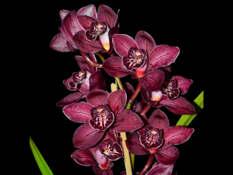 Cymbidium Bob Marlin Shocking