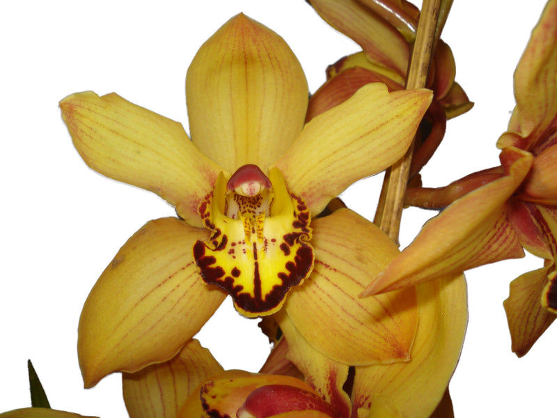 Cymbidium Bosangles Dancing Man Mustan - Ride