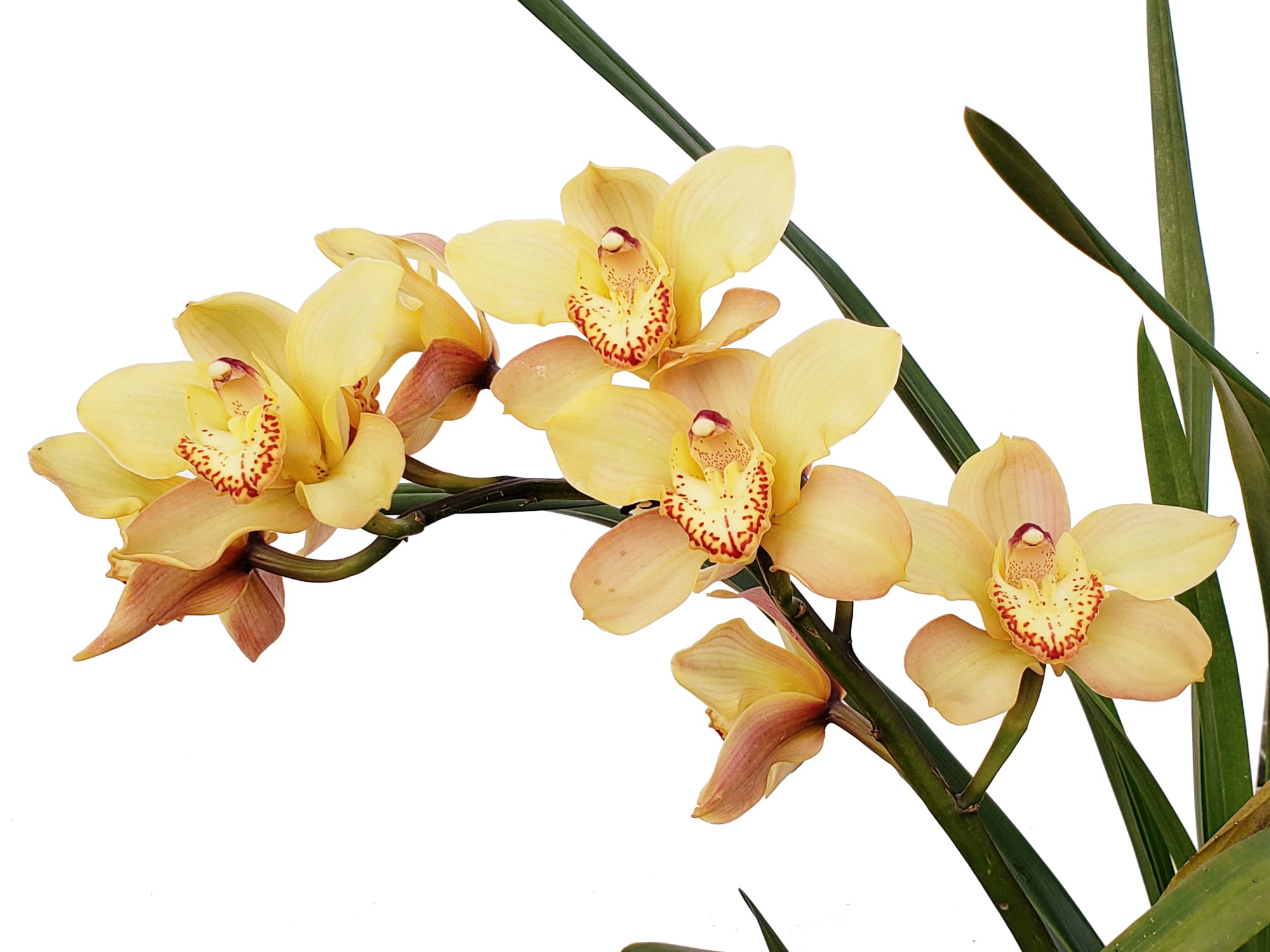 Cymbidium Bosangles Dancon Mir