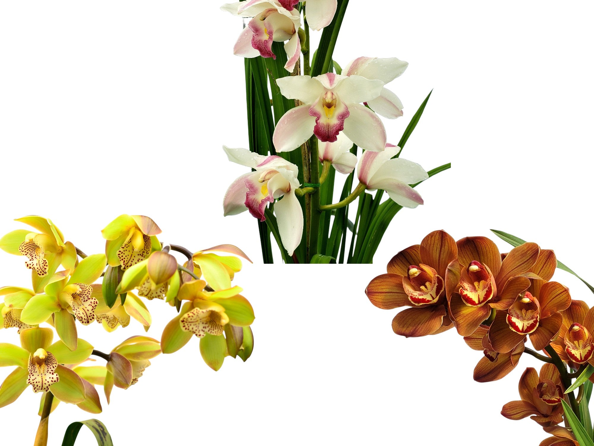 Cymbidium Bundle