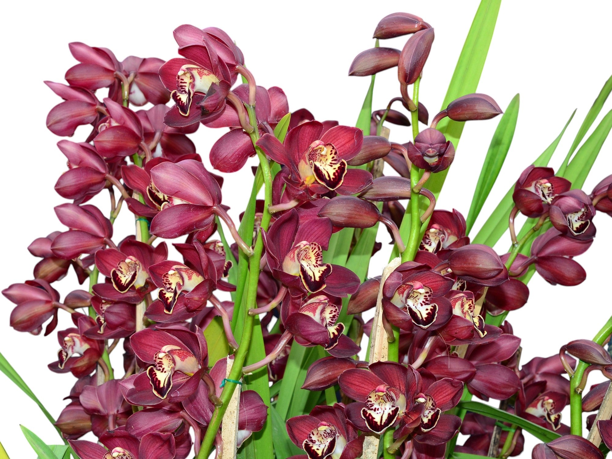 Cymbidium Cafe Gualaceño