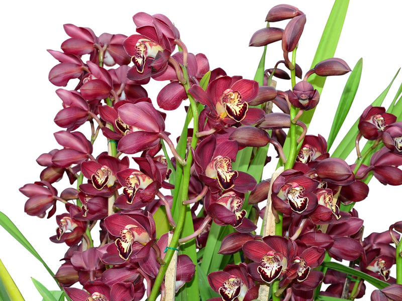 Cymbidium Cafe Gualaceño (medium)