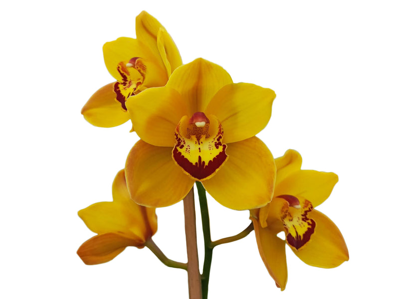 Cymbidium Catamarta '105' (medium)