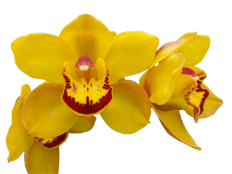 Cymbidium Catamarta '105' (medium)