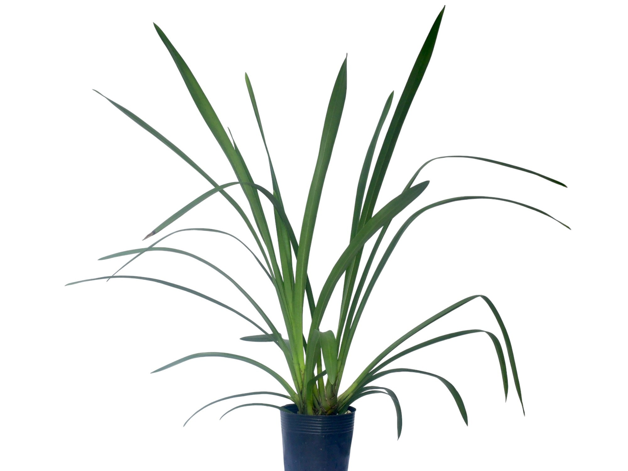 Cymbidium Cauldron 'Gold Medal' x Pywacket 'Peats Ridge' (medium)