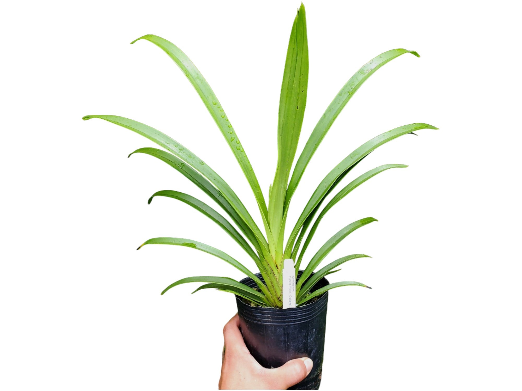 Cymbidium Charles Todvey Princess Lauren x Douglas Dillon Frosted Ice H00739 (medium)