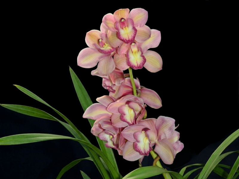 Cymbidium Christmas Joy Robert