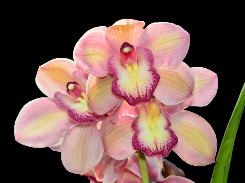 Cymbidium Christmas Joy Robert