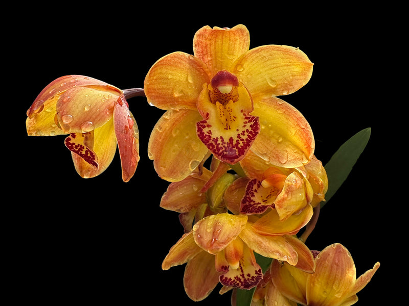 Cymbidium Cilli Colo Dark Orange 1 h00229