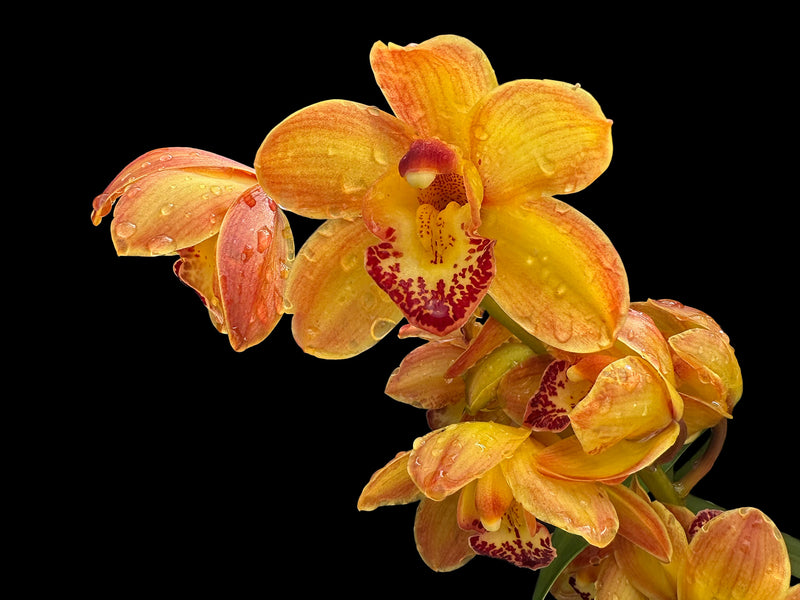Cymbidium Cilli Colo Dark Orange 1 h00229