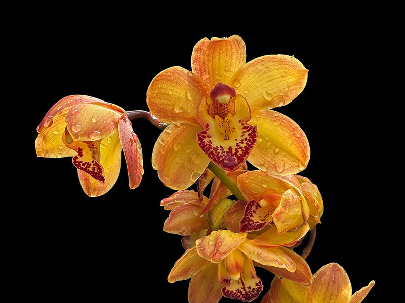Cymbidium Cilli Colo Dark Orange 1 h00229