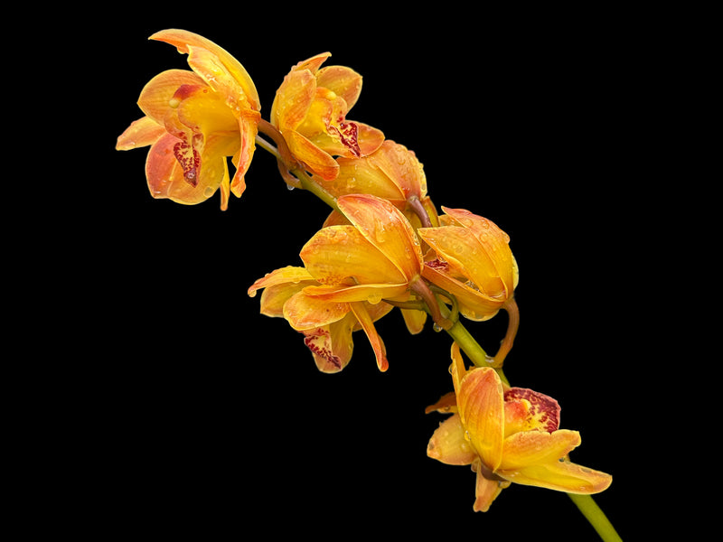 Cymbidium Cilli Colo Dark Orange 1 h00229