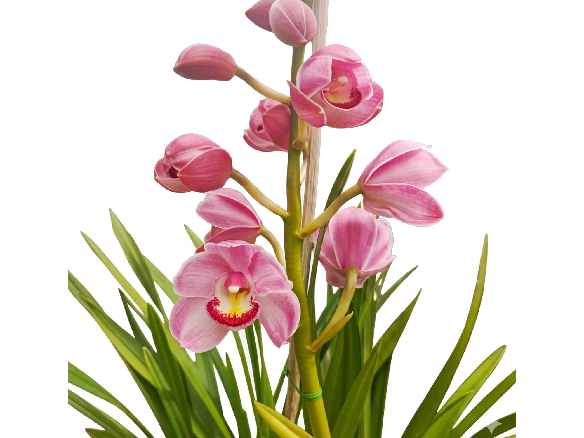 Cymbidium DQ875 'Strawberry Drop'