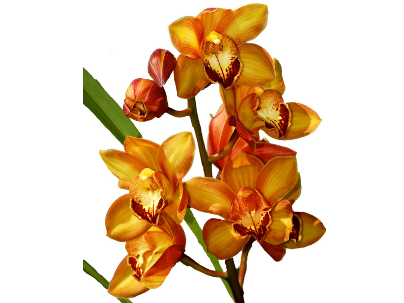 Cymbidium Dori Merchán