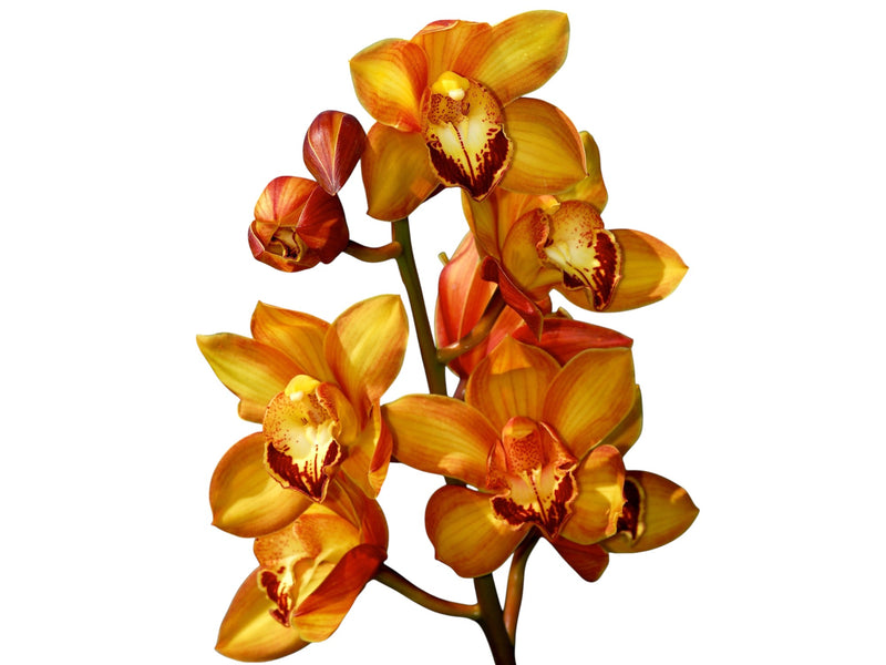 Cymbidium Dori Merchán (medium)