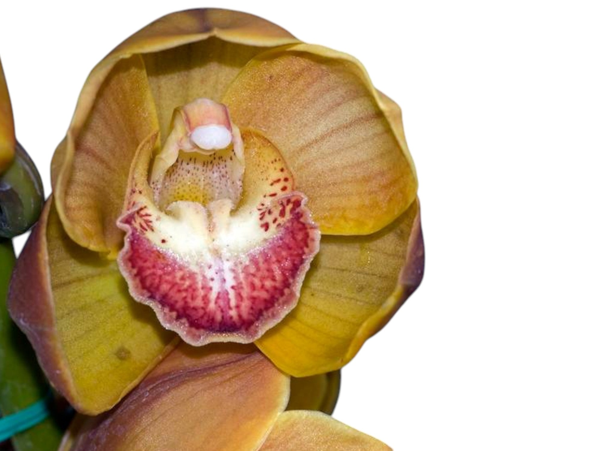 Cymbidium Dorothy Rowe x Yowie Flame Port Wine melon 1 H00224