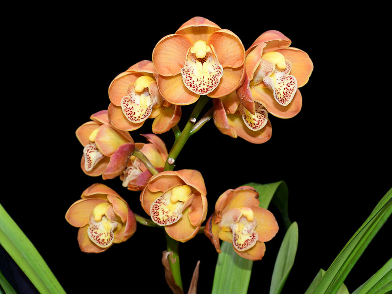 Cymbidium Druin Masterpiece 'Renae' (medium)