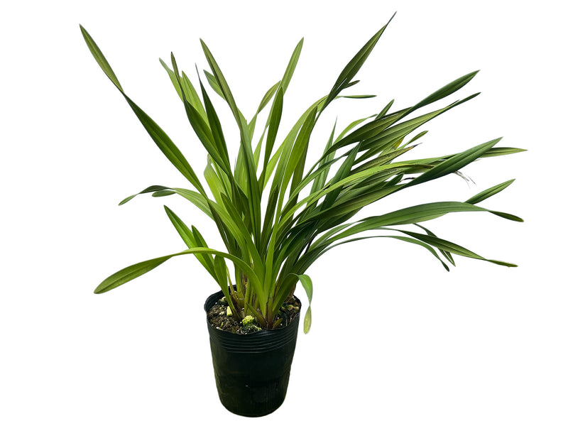 Cymbidium Druin Masterpiece 'Renae'