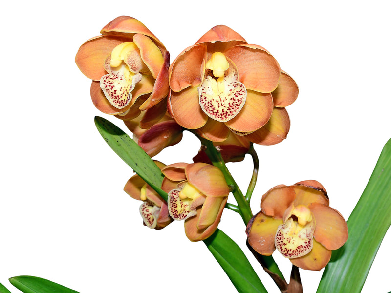 Cymbidium Druin Masterpiece 'Renae' (medium)
