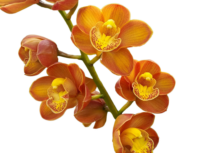 Cymbidium Druin Masterpiece 'Renae'