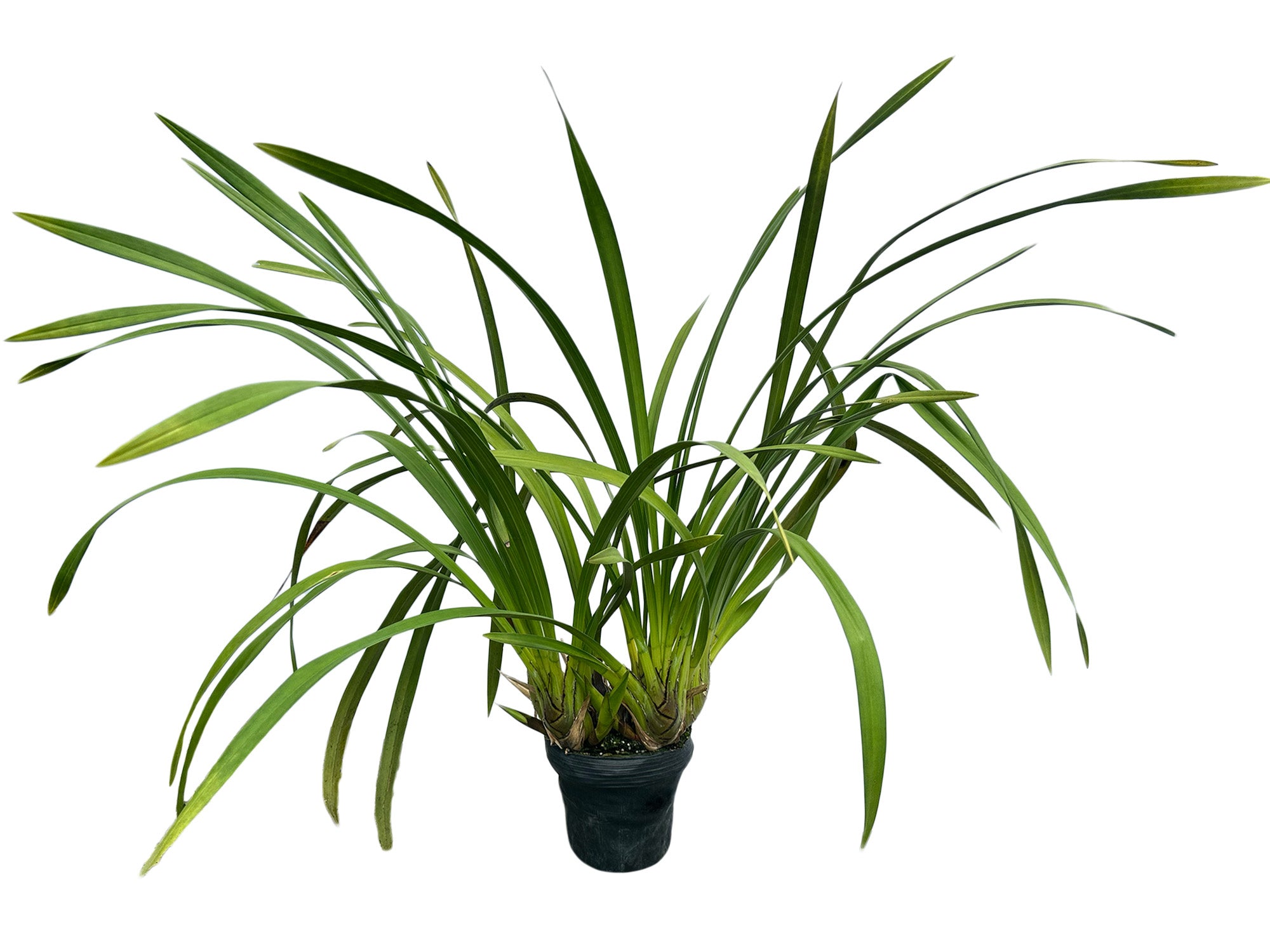 Cymbidium Ecuagenera Verde Café