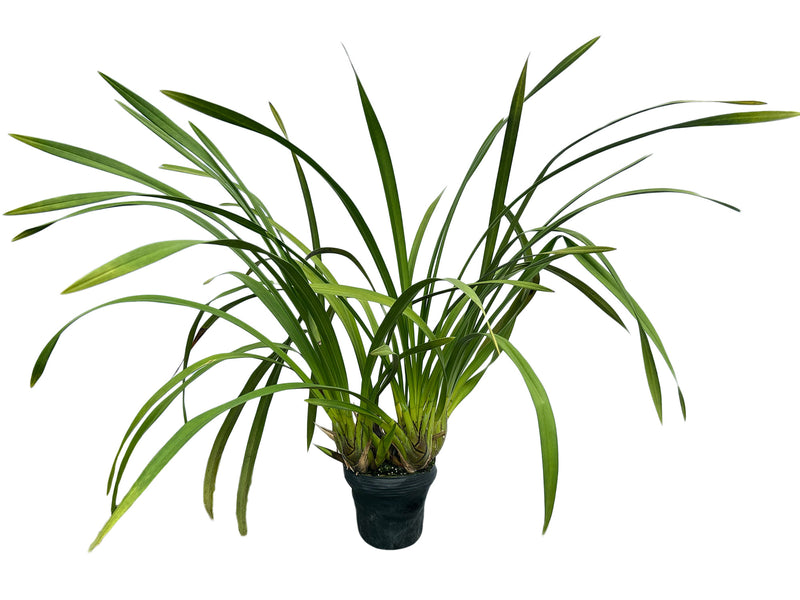 Cymbidium Ecuagenera Verde Café